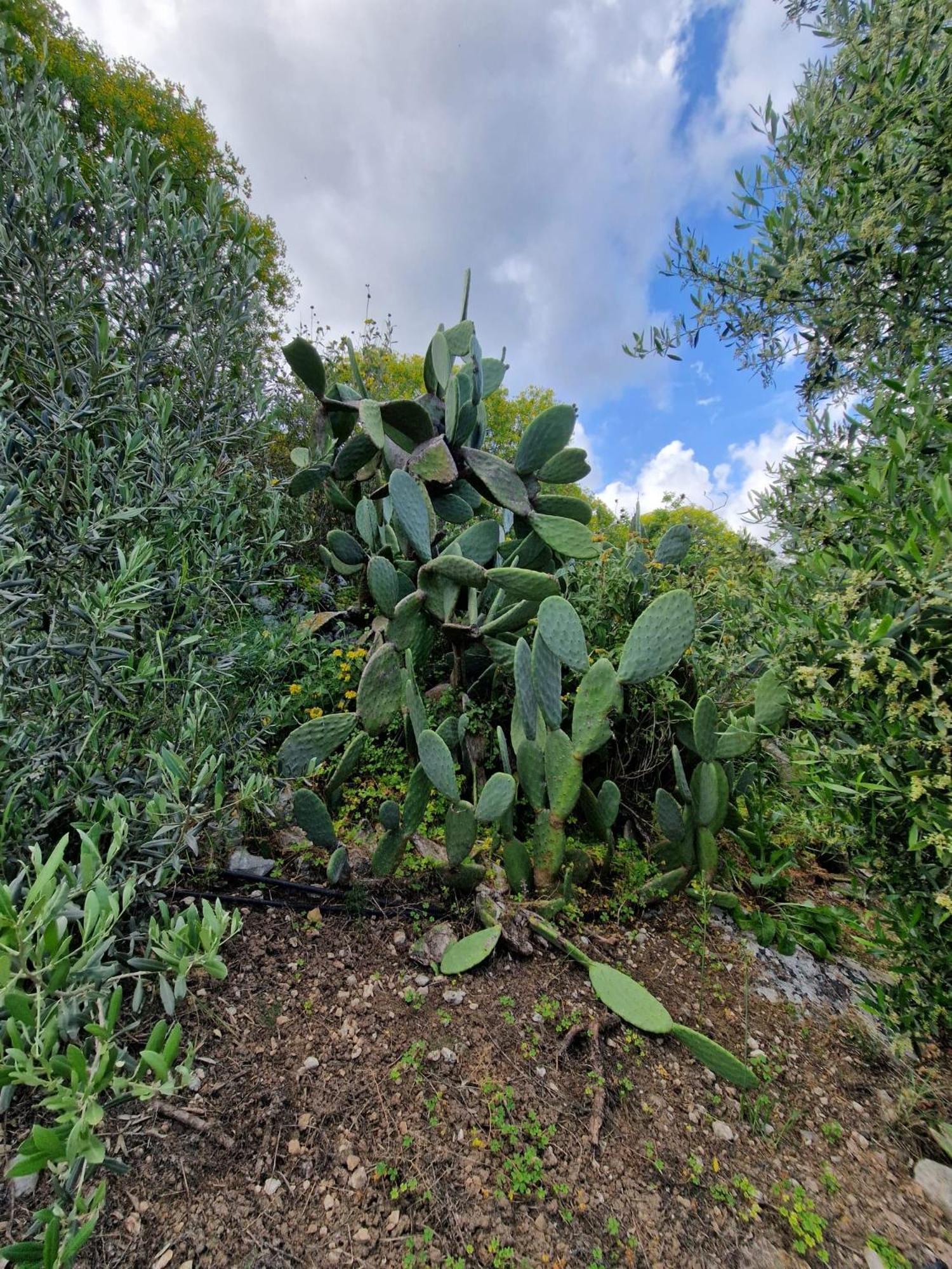 Stefanos Garden Διαμέρισμα Αρμένοι Εξωτερικό φωτογραφία