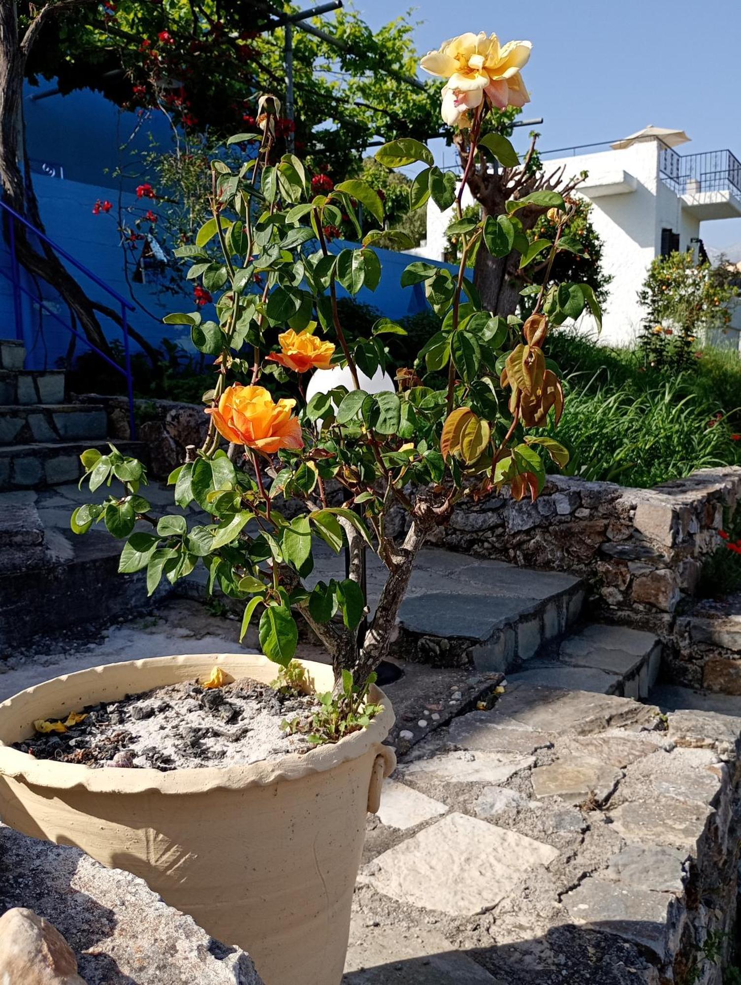 Stefanos Garden Διαμέρισμα Αρμένοι Δωμάτιο φωτογραφία